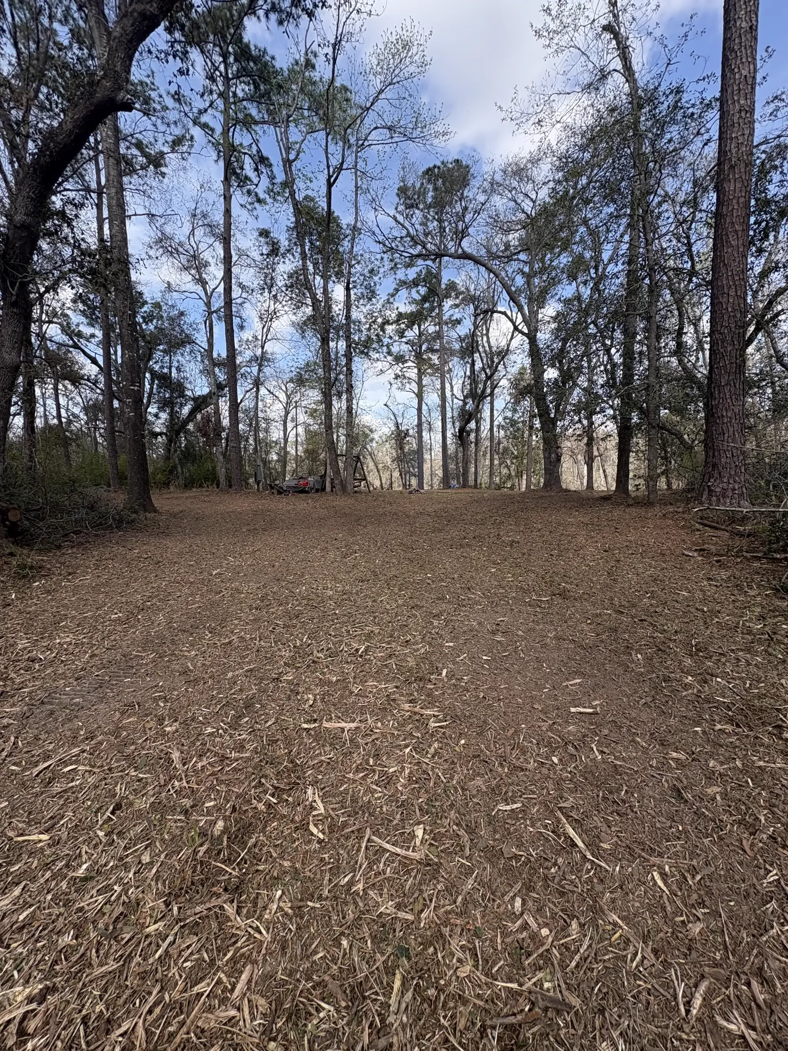 Half-acre wooded property cleared by forestry mulching south of Gainesville FL, mature trees left standing with a mulch ground cover