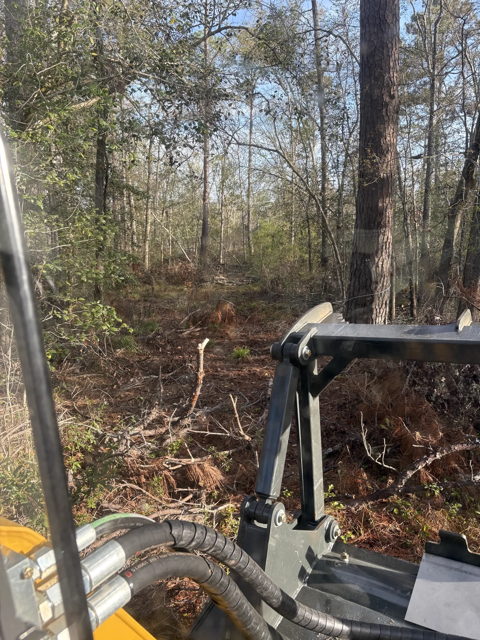 Skid steer forestry mulcher clearing underbrush on a Gainesville FL property